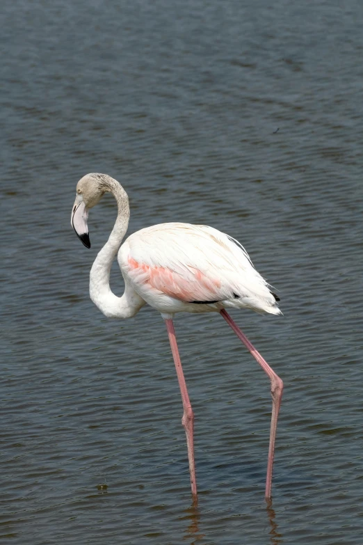 there is a bird that is standing in the water