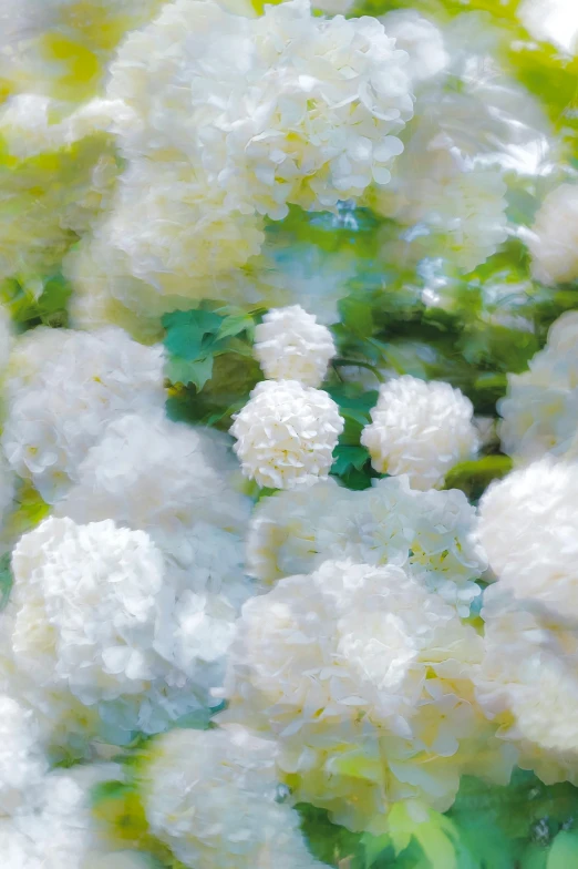 a bunch of small white flowers on a tree