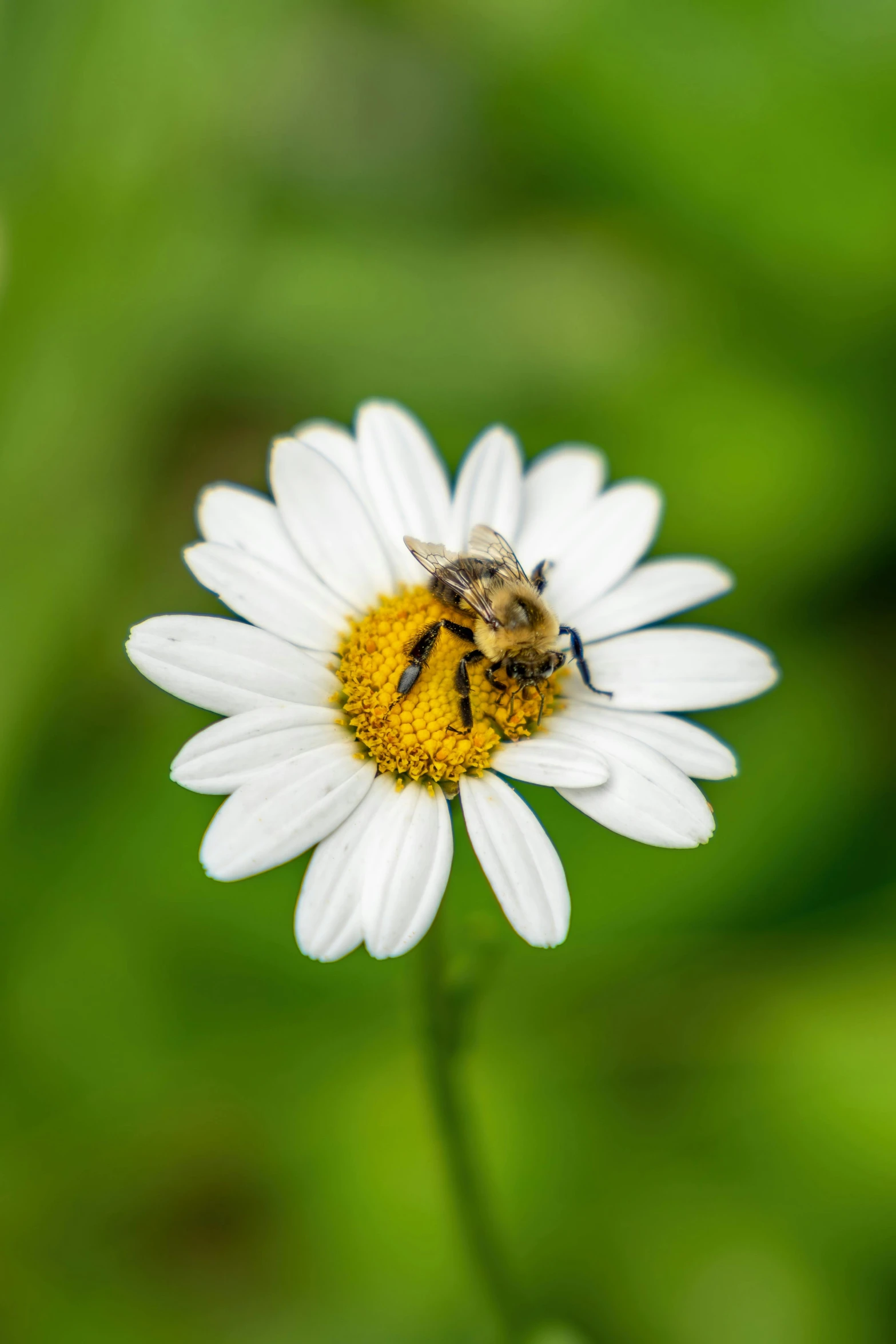 a single daisy and a bee on it