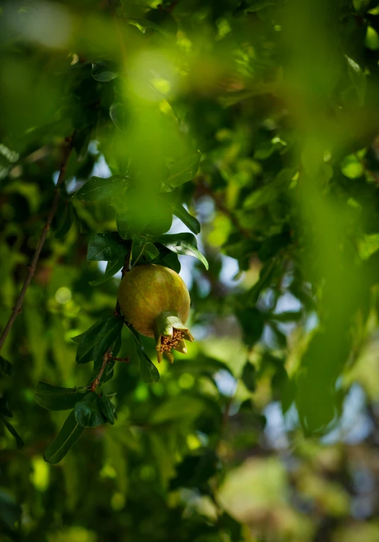 green leaves on a tree in a sunny day