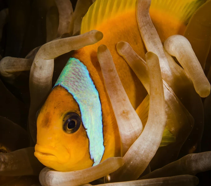 an orange and blue clownfish in some water