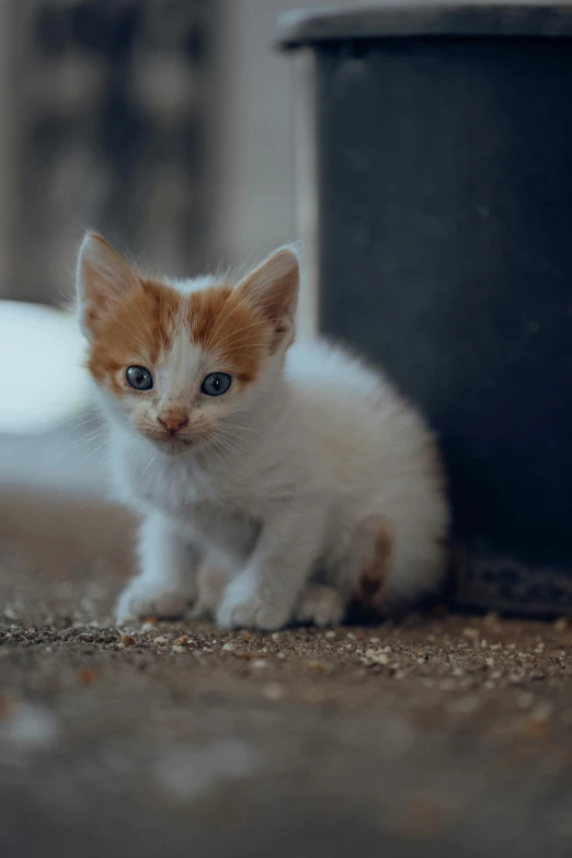 the kitten is sitting on the floor and staring