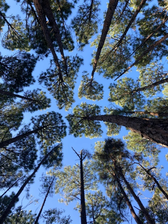 looking up at some tall trees in the forest