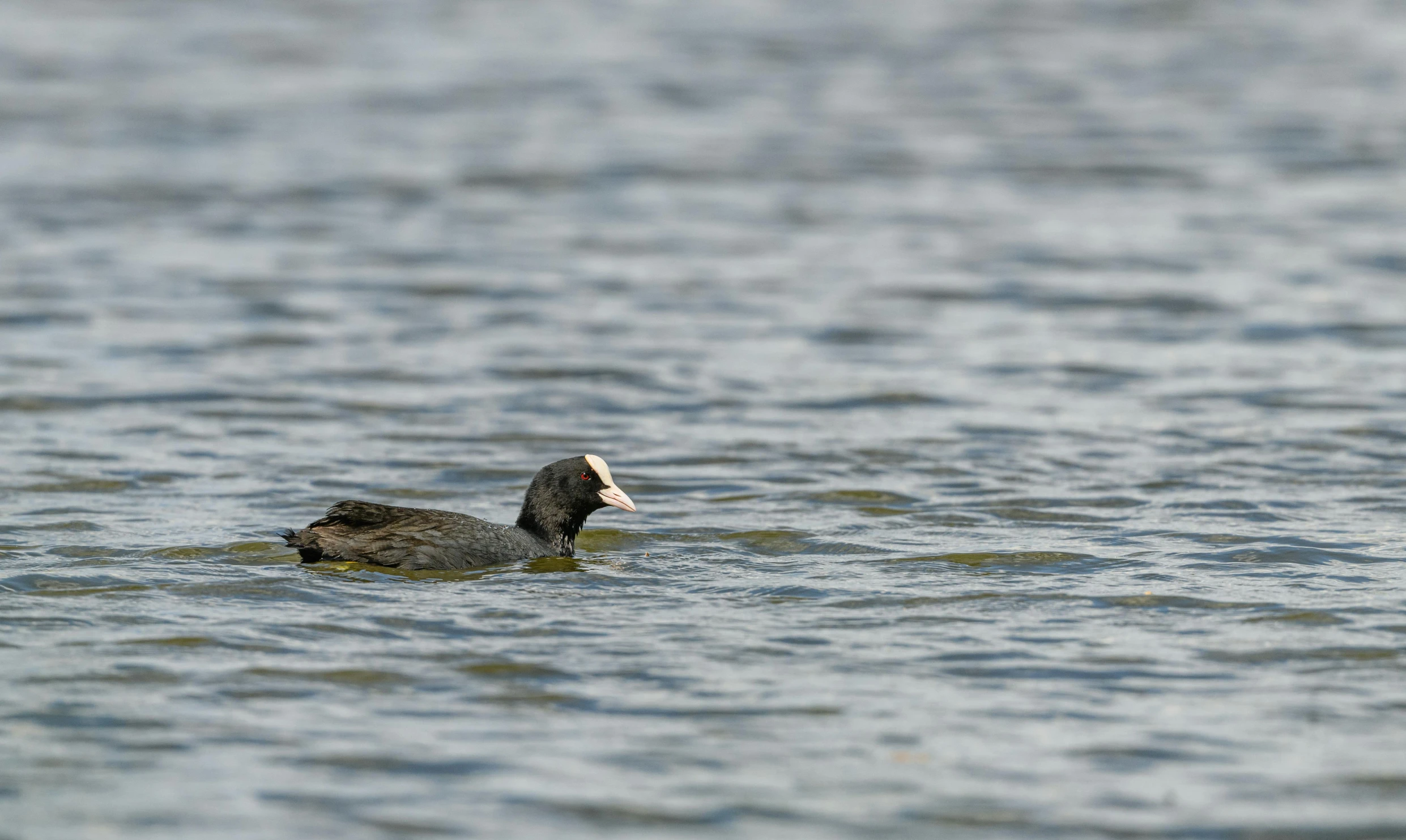 a duck floating in a lake with some waves