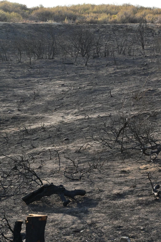 a dog on a leash in the middle of nowhere