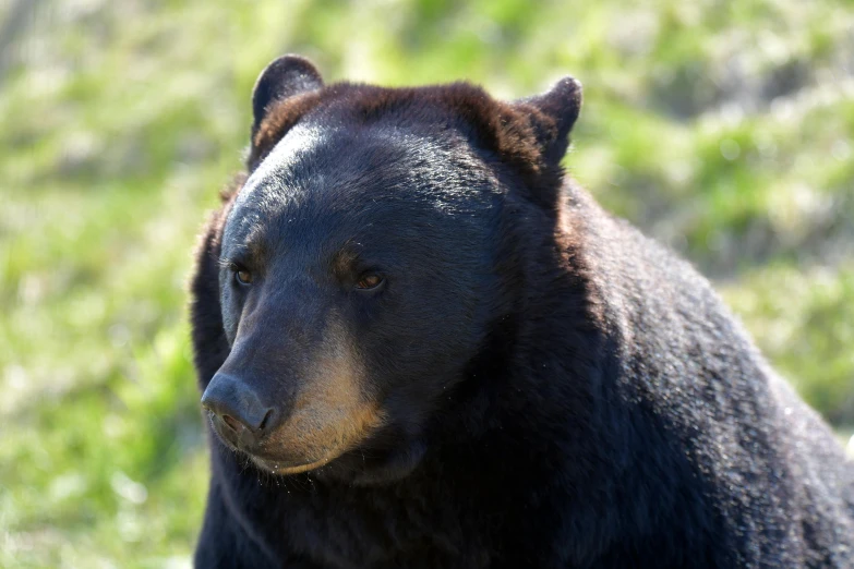 a black bear is seen looking at the camera