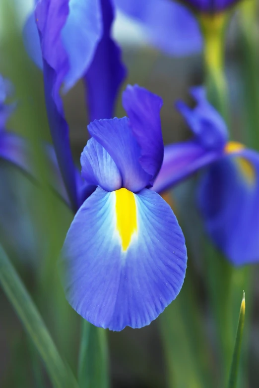 blue flowers are growing on the stem of some plants