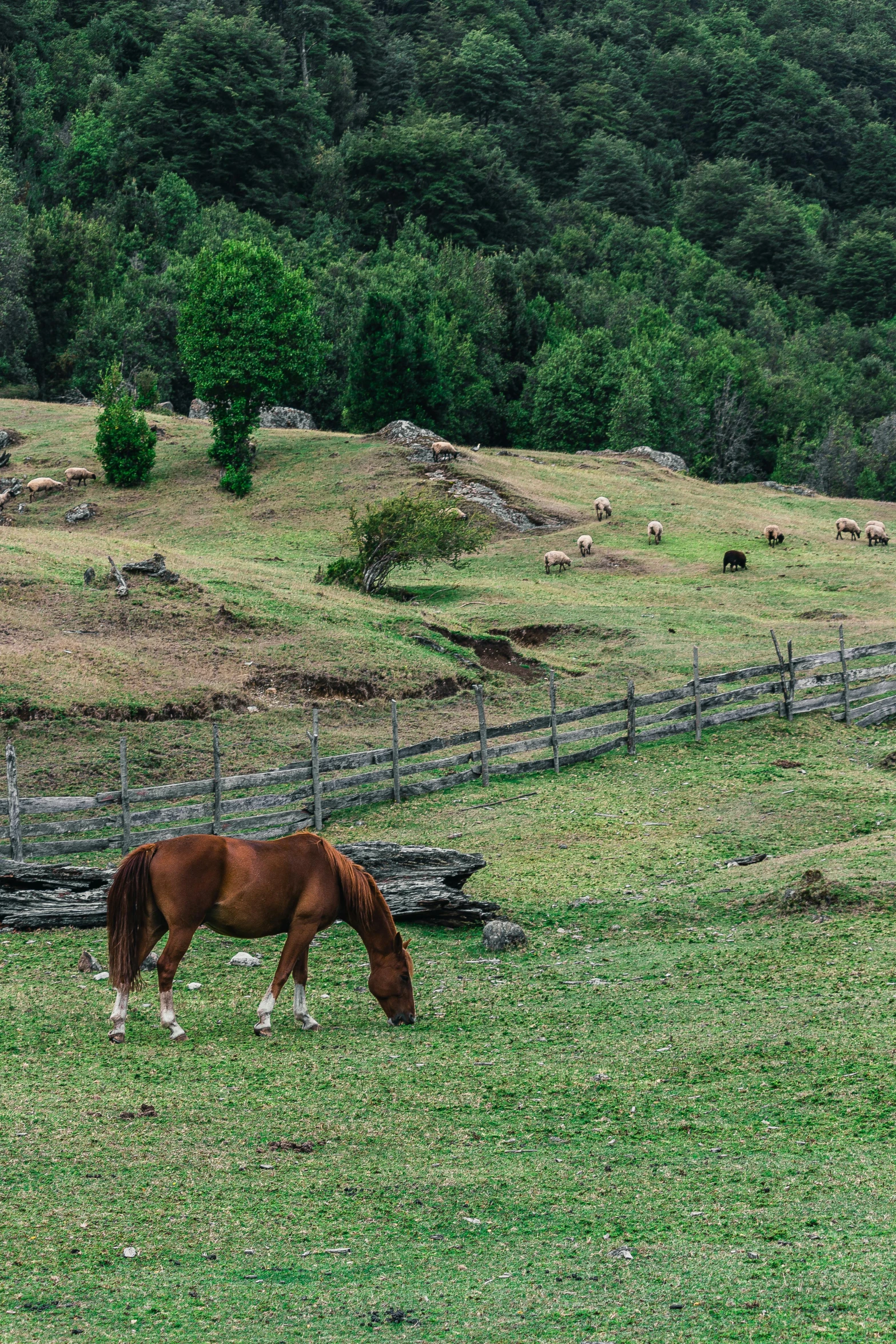 the horse is eating the grass on the pasture