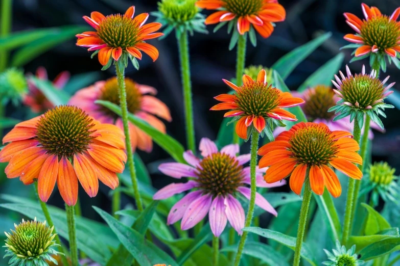 an orange flower sitting in the middle of lots of flowers