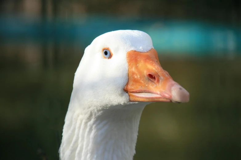 a close up image of a duck's head