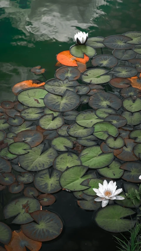 some white flowers and green leaves floating on water