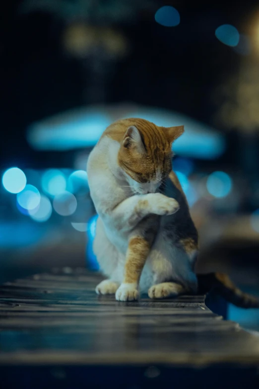 a cat on the ground at night, scratching his face