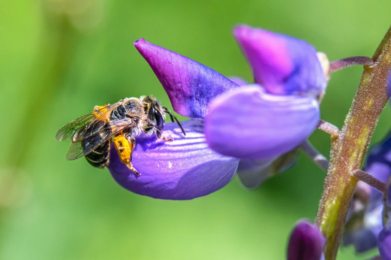 a bee is resting on a flower with water droplets