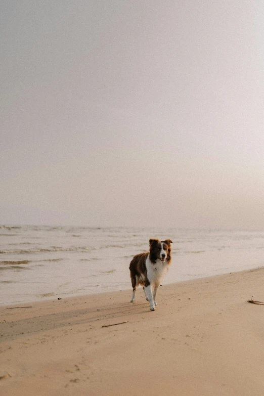 two dogs on the beach playing near the water