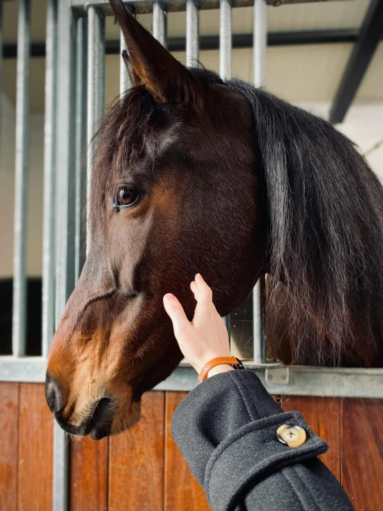 a man petting the head of a horse in a stable