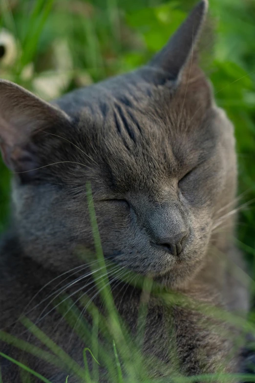 a cat with its eyes closed while sleeping in the grass