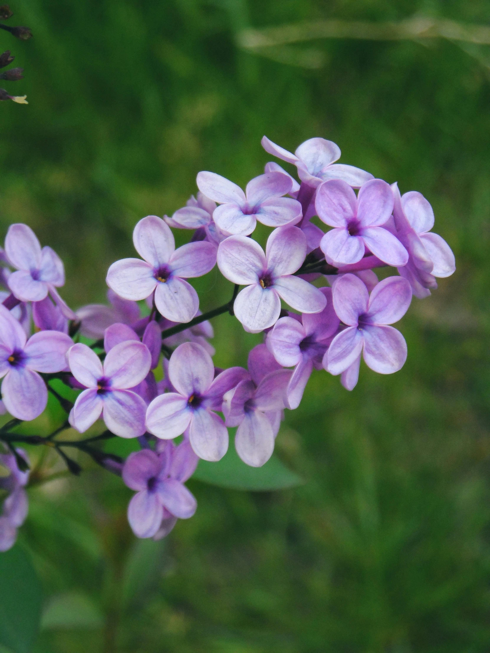 some purple flowers are in front of some grass