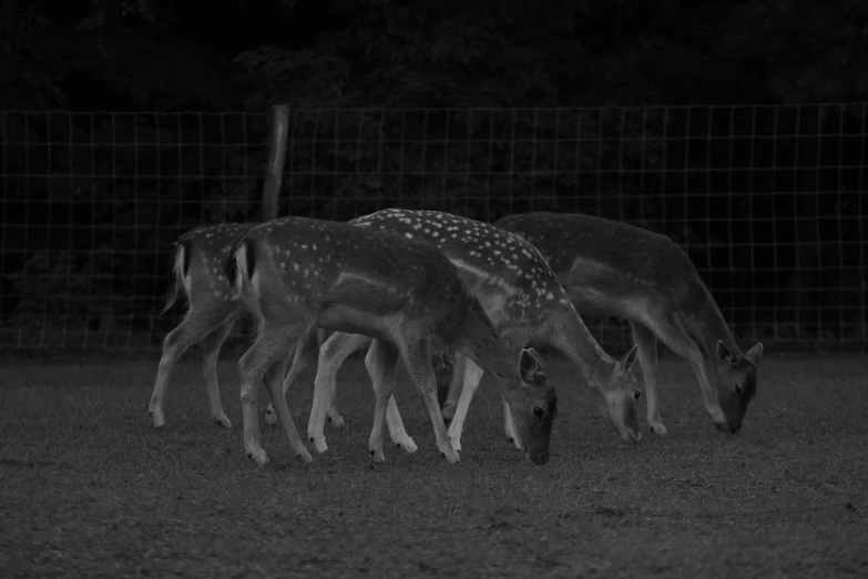 three deer are grazing together at the park