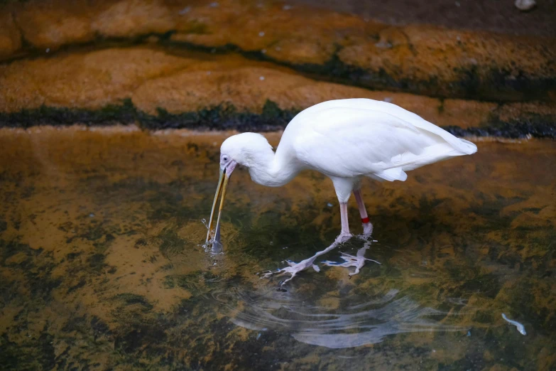 a large white bird drinking water from the ground