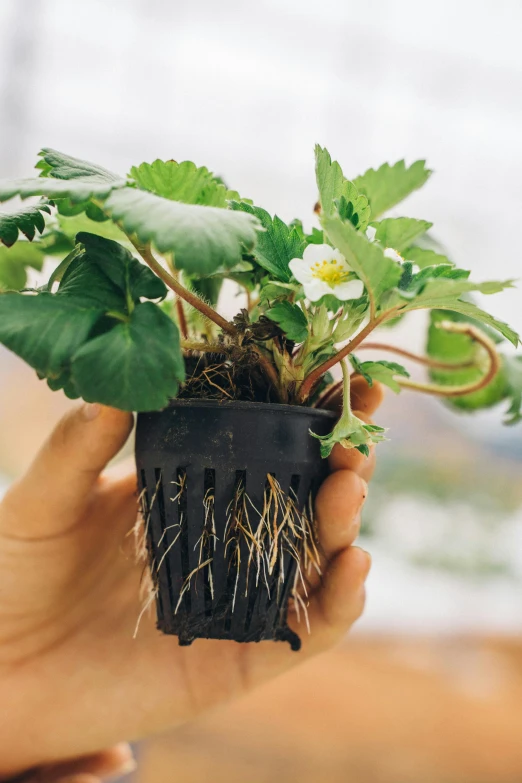 someone holding up some plants with little roots