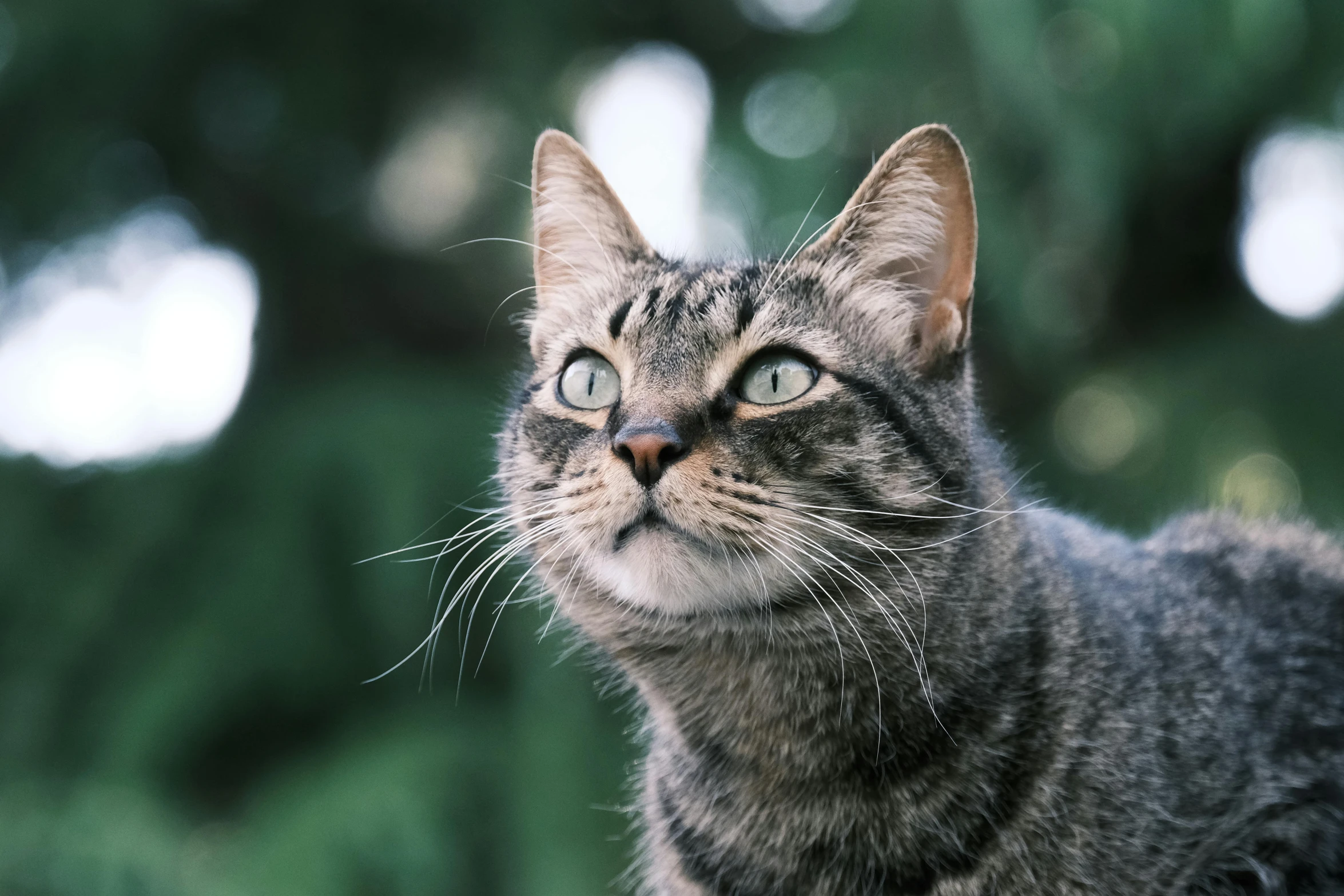 close up po of a cat staring at soing