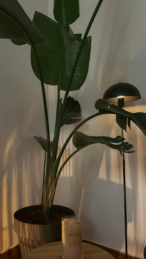 a green plant in a pot on top of a table