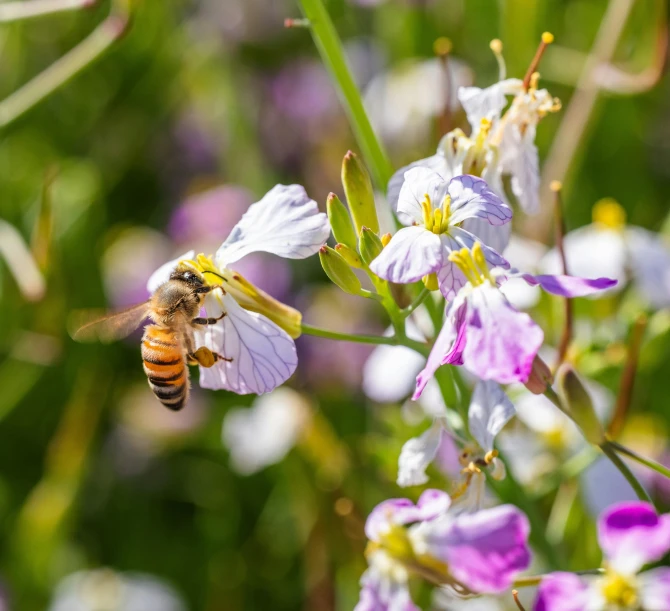 a bee flies away from the purple and white flowers