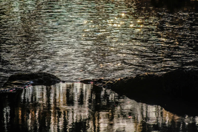 the reflection of a duck is on the water