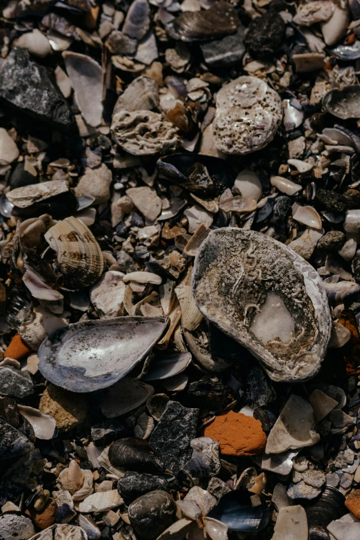 several rocks and gravel on the ground, some of them are shells