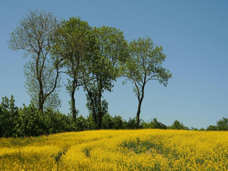 two large trees standing in a green field