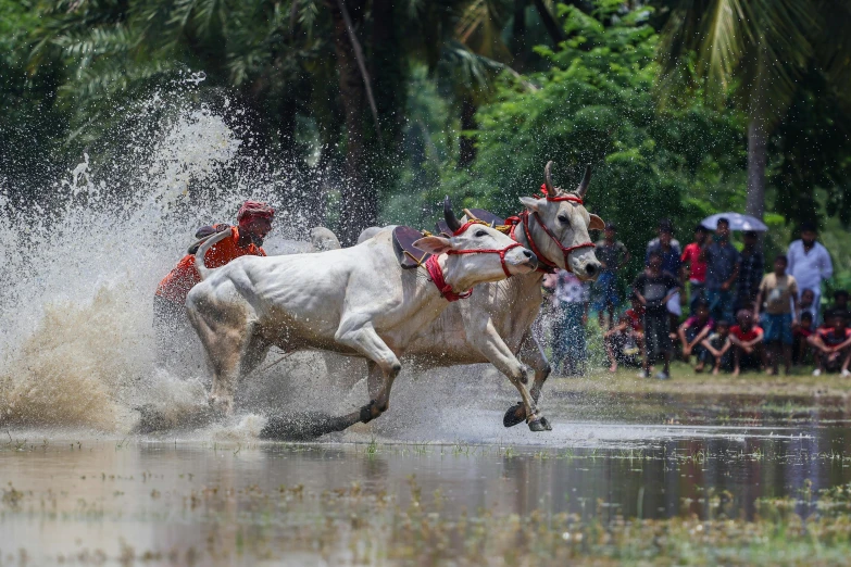 two men riding bulls through water at the same time