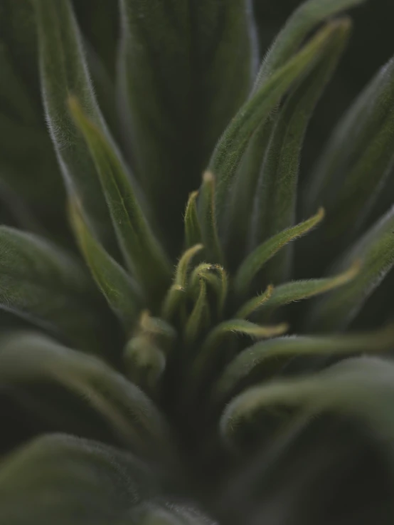 a closeup of some very pretty flowers