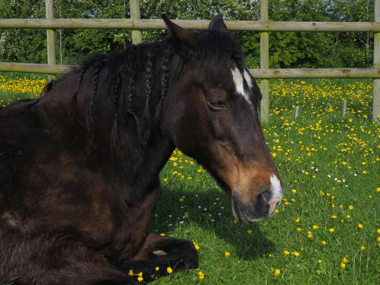 a horse with black mane laying in field near wooden fence
