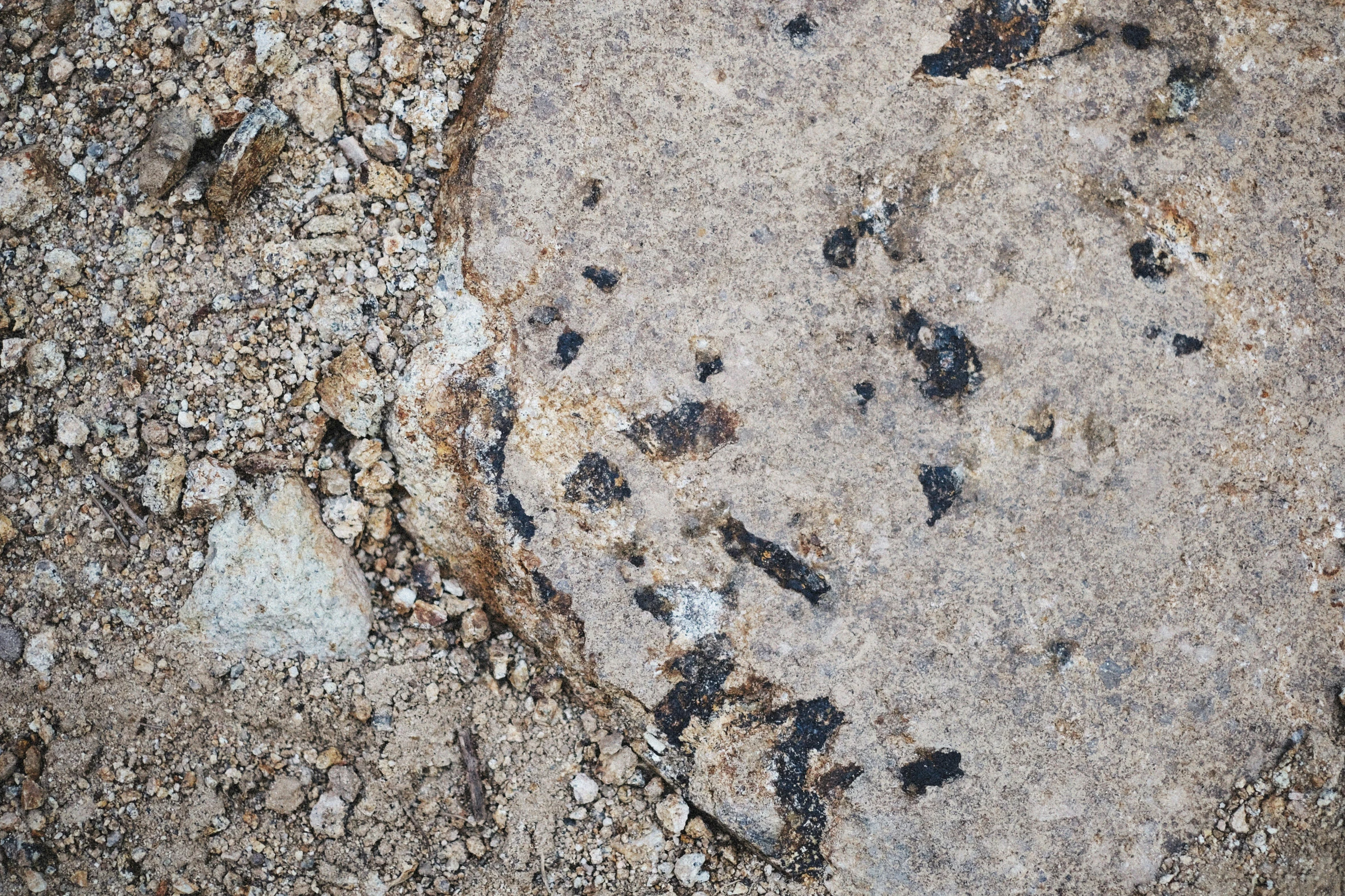 black footprints on an area that is very muddy