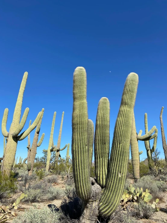 an extremely large group of cactus with sky in the background