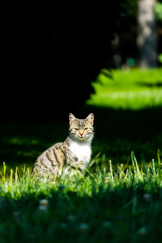 a cat sitting in the shade looking ahead