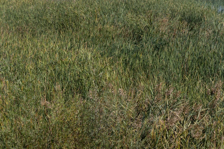 an umbrella sitting on top of a field in the grass