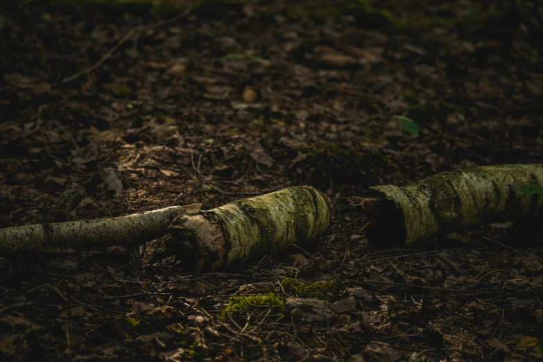 an old tree laying in the forest floor