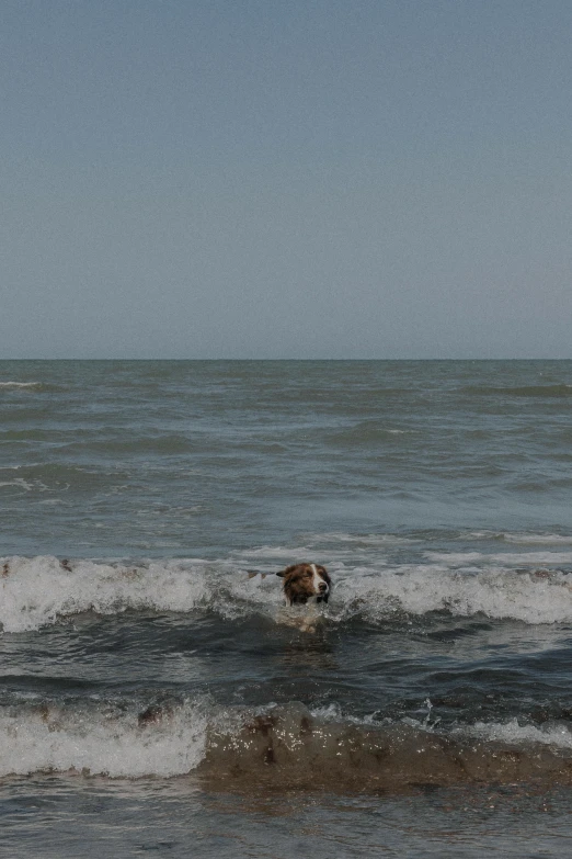 a dog wading out on the water with a man surfing in back