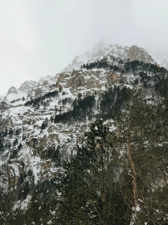 a snowy mountain with evergreen trees on top