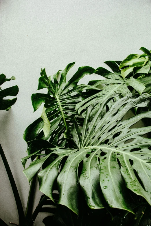 a green plant sitting in front of a white wall