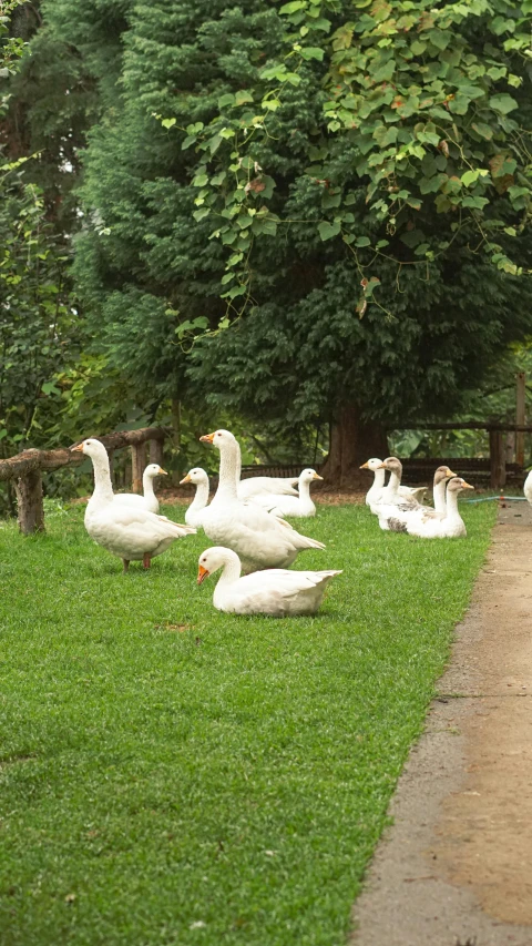 several white geese in a grassy area near trees