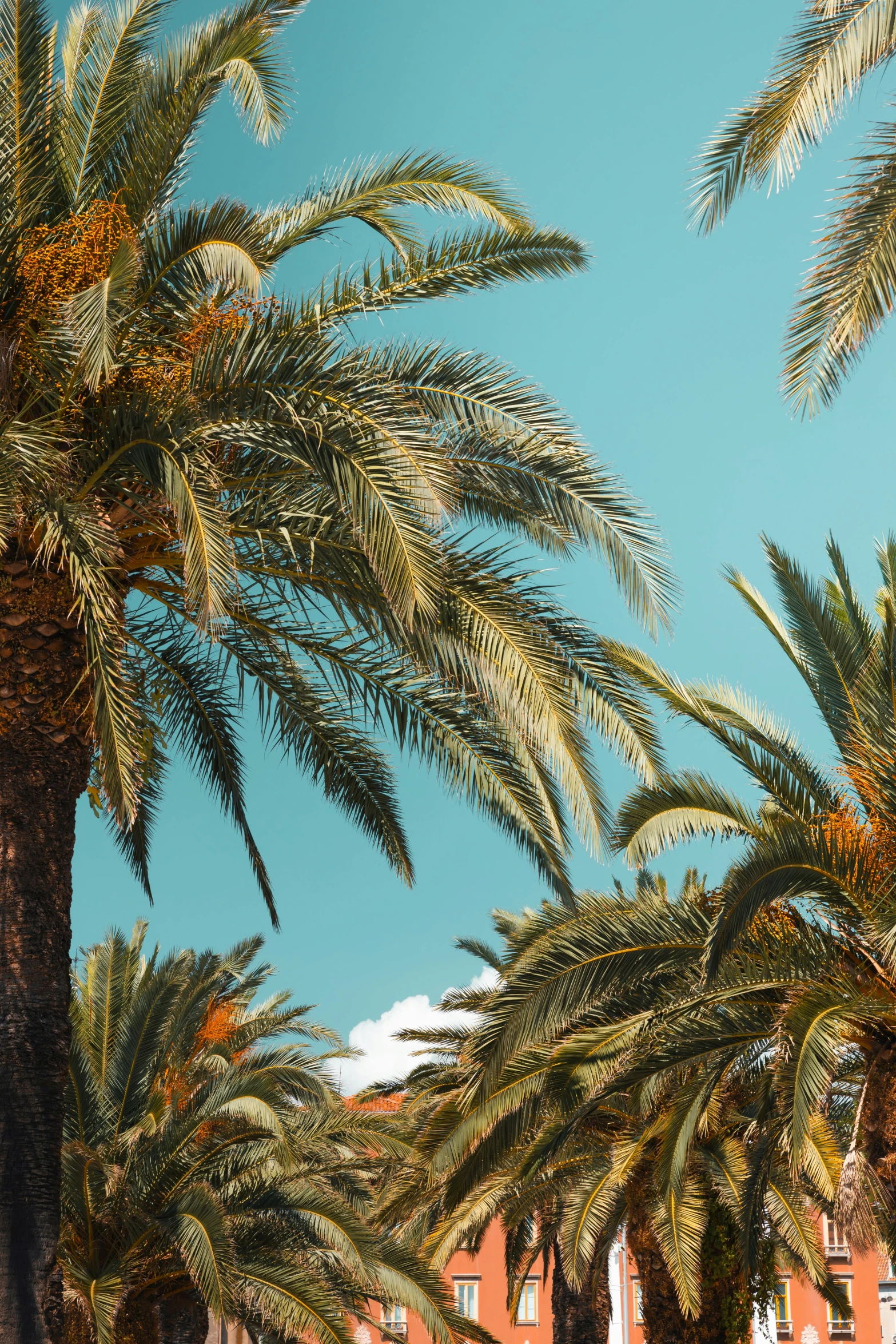 palm trees and a brick building on a sunny day