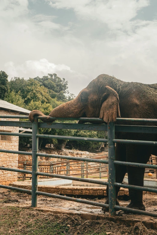 a large elephant with it's foot on top of a fence