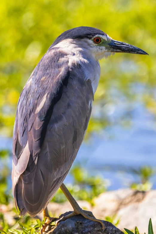 a close up of a small bird in the grass