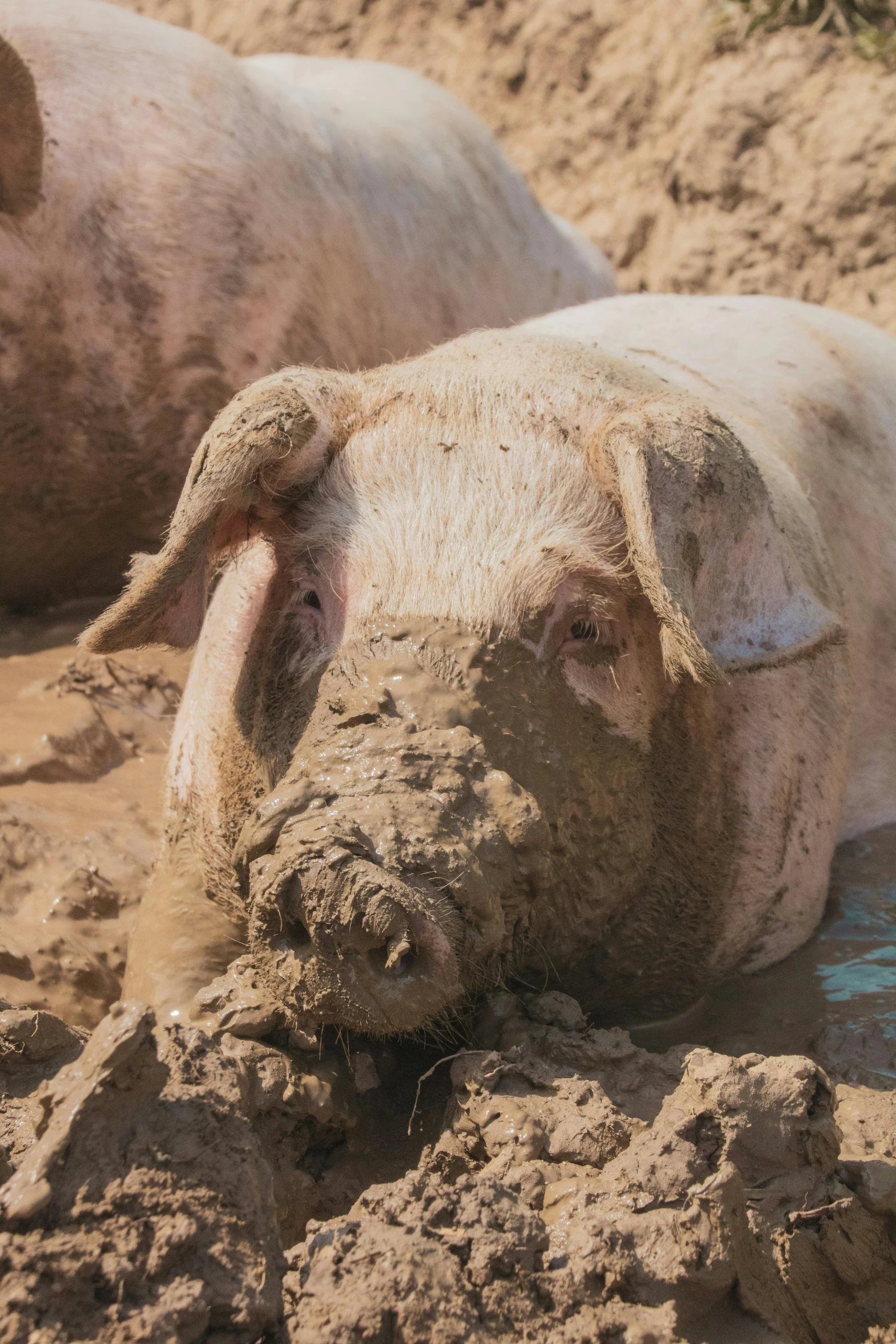 two muddy bulls standing next to each other