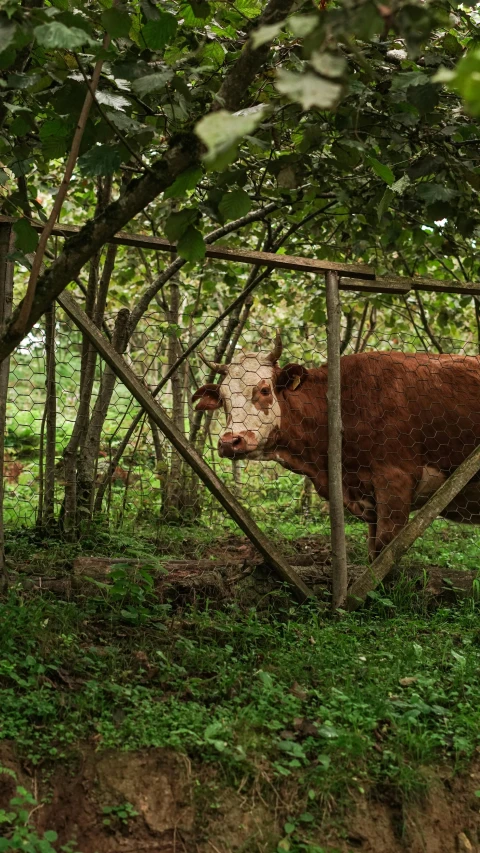 a cow that is standing in the grass