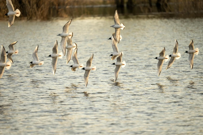 several gulls flying above the water in a lake