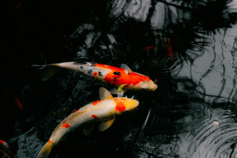two koi fish with brown spots are swimming in the water