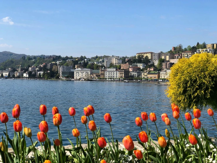 the orange flowers are next to the water